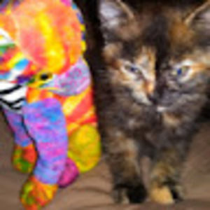 Meet your Posher, Crystal